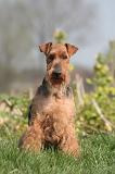 WELSH TERRIER 130